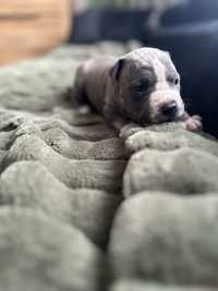 American Staffordshire Terrier