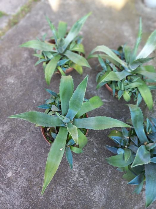 Agawa młoda z odrostami