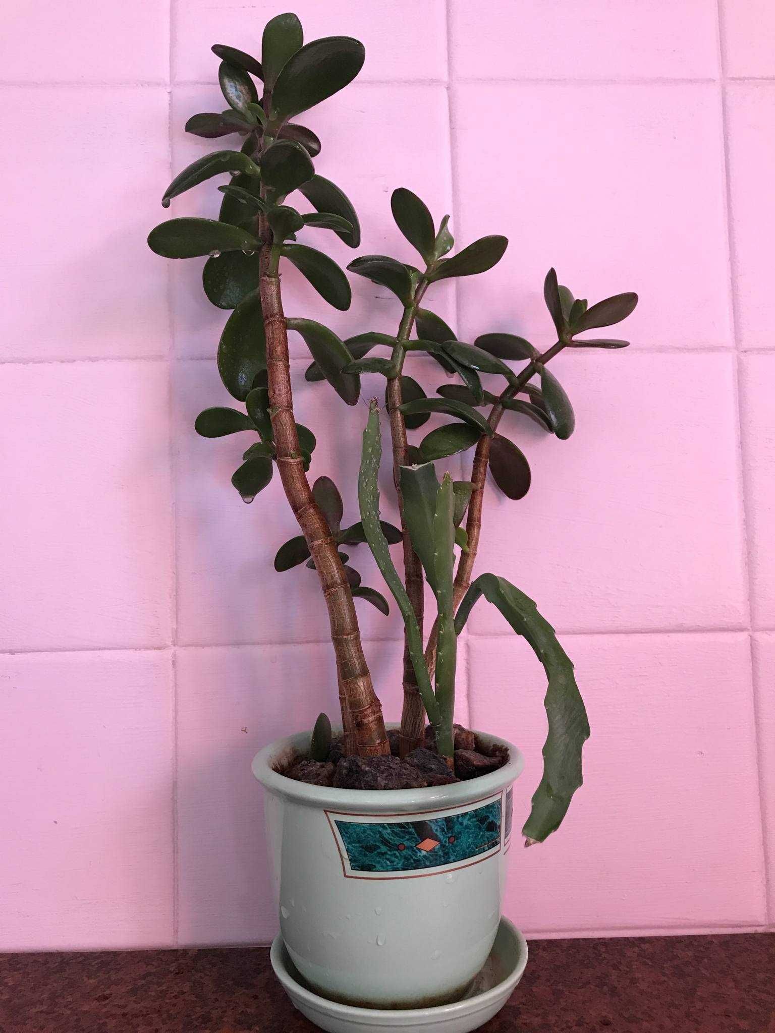 Толстянка денежное дерево (Crassula ovata)  3шт. растение вазон