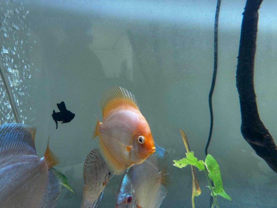 Discus Snow White 12-14cm