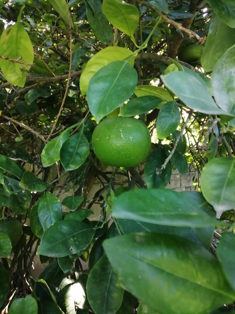 Pomelo (laranja natal, cimboa)