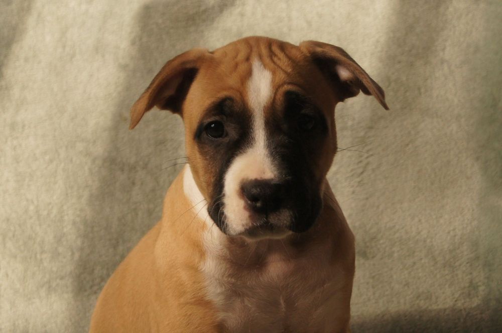 Amstaff Suczka  Ast American STAFFORDSHIRE TERIER