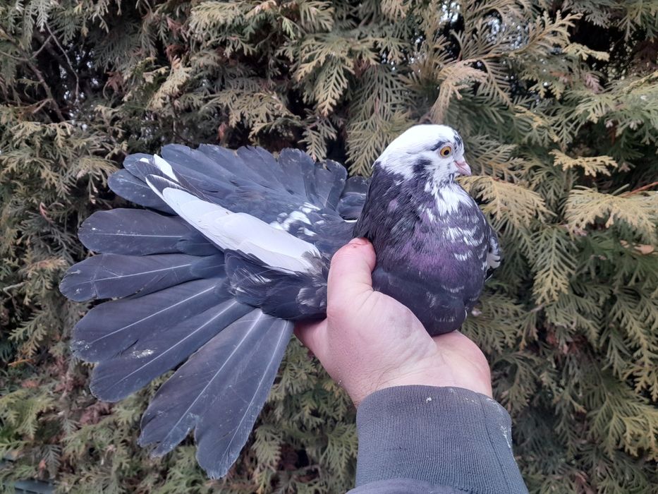 Gołębie mikołajewskie białogłówki