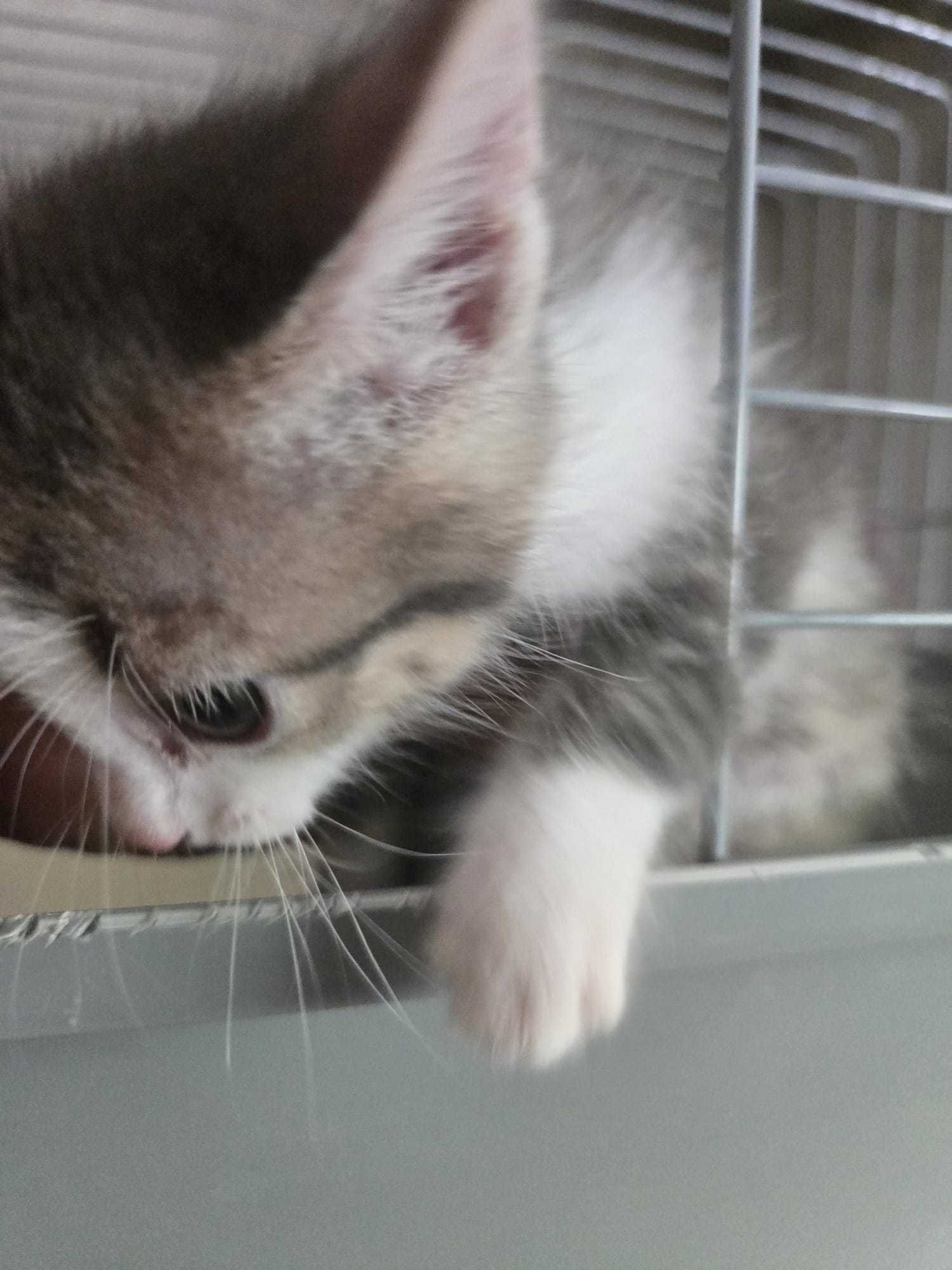 Gatinhos bebés para adoção consciente