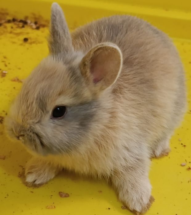 Нідерландські декоративні кролики.