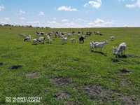 Продам дойных коз, продаются козы разных пород, коза Зааненская