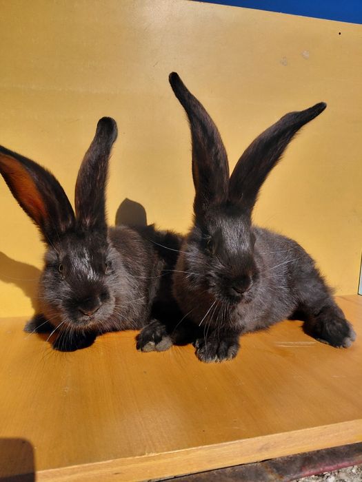 Sprzedam belgi czarne i żelaziste