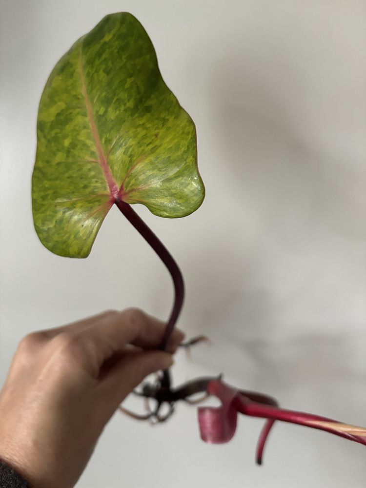 Philodendron pink princess, painted lady, jose buono, melanochryssum