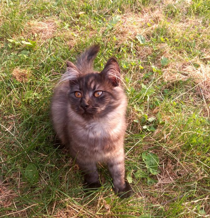 Киці безкоштовно