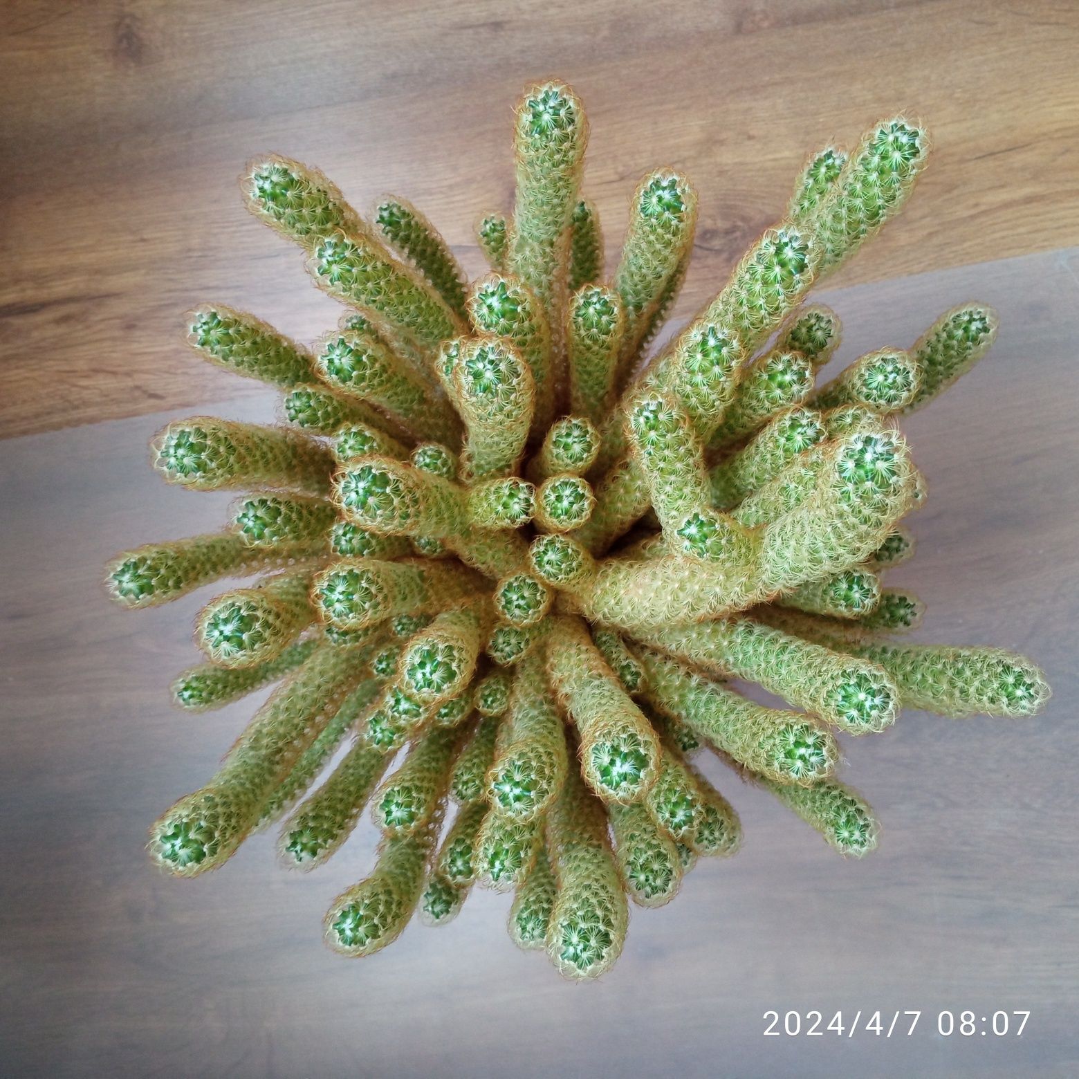 Kaktus Piękny zdrowy i bardzo duży