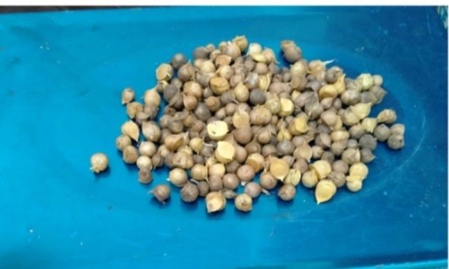 Чеснок Рокамболь( детка) 125 грн за 100 грамм