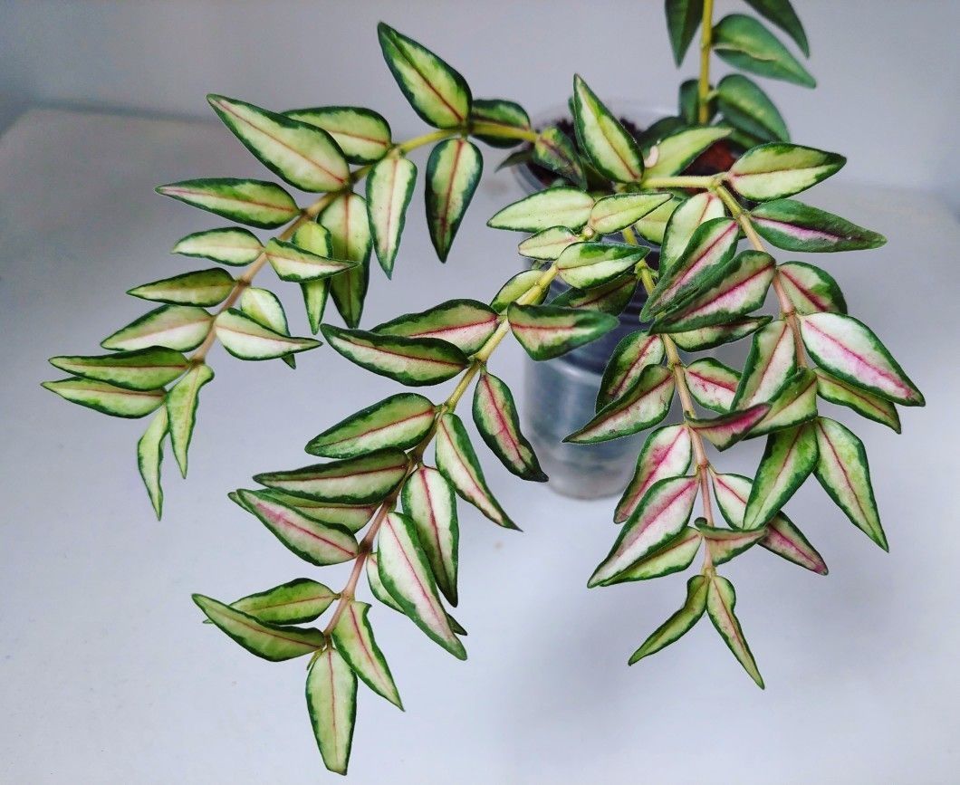 Hoya hoja kolekcjonerskie variegata varie syngonium monstera epi
