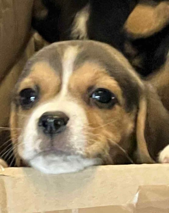 Przepiękne szczeniaki Beagle Tricolor Metryka