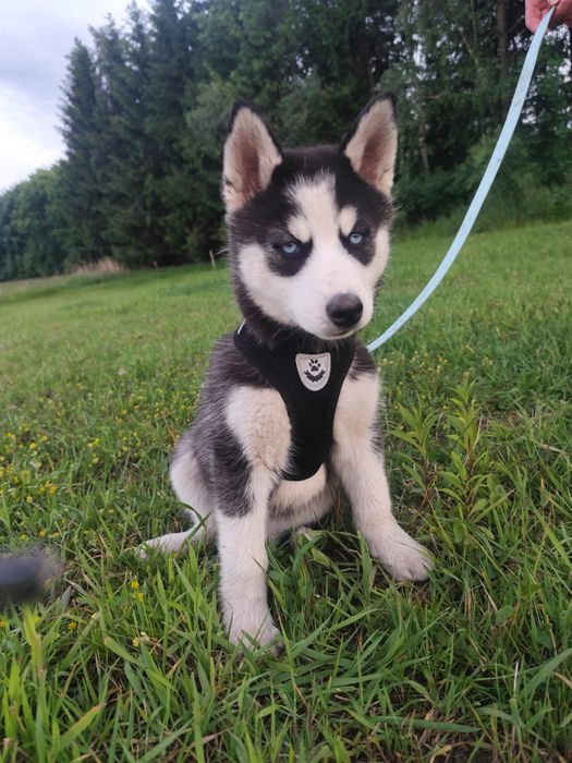 Piękne szczeniak haski Syberian z naszej hodowli