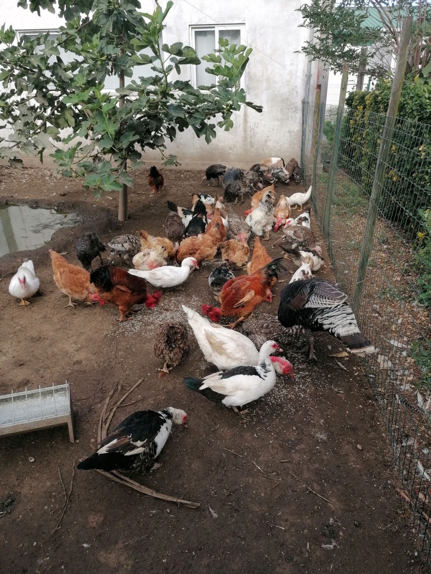 Vende-se perus M/F