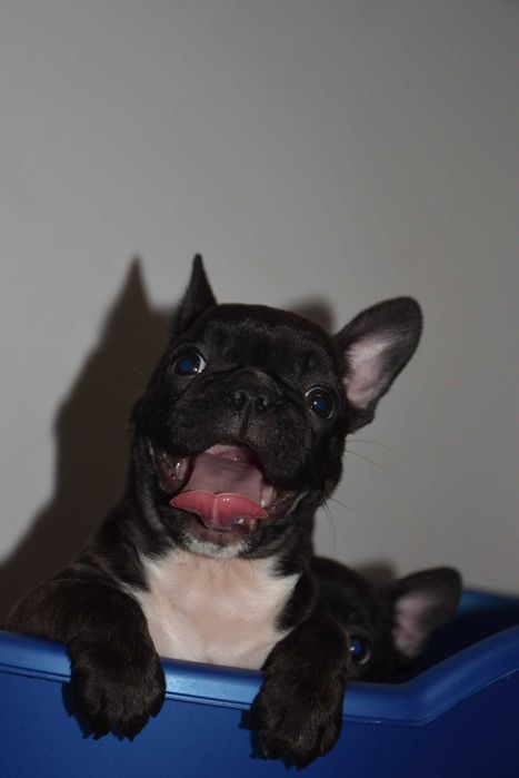 Щенки французского бульдога! Маленкие позитивчики!