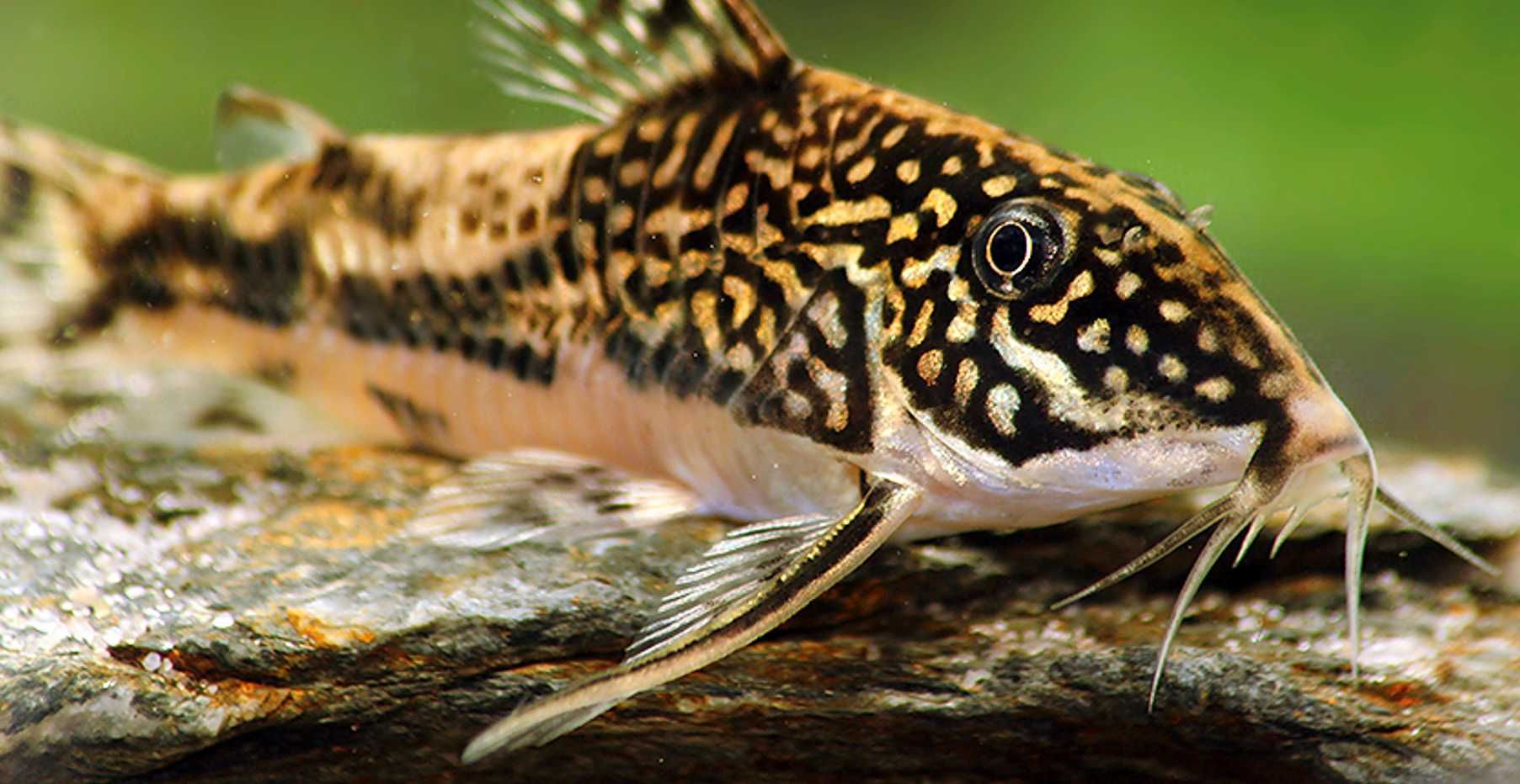 Kirysek brodaty - Kirys czaprakowy - Scleromystax barbatus - dowozimy