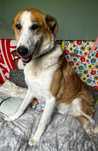 Piesek do adopcji BAKS