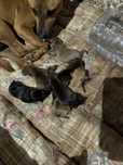 Caes para doacao  racados bull terrier