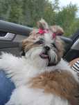Suczka shih tzu 11 miesięcy