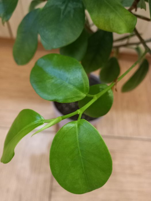 Фикус Маклейм, продам