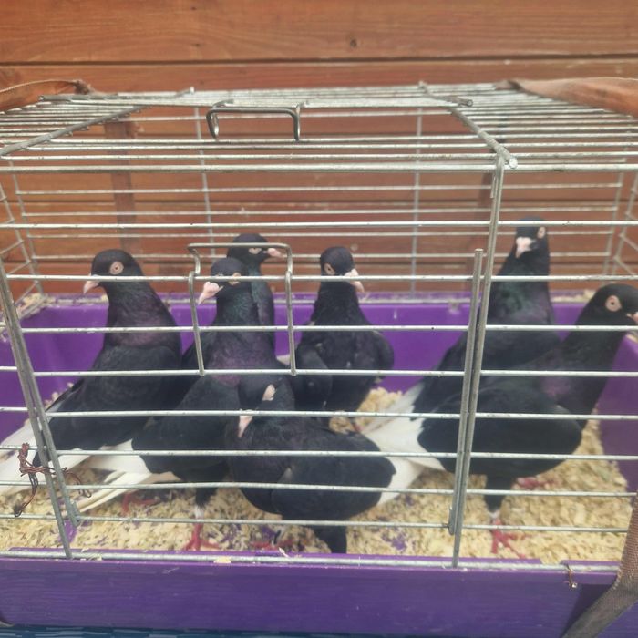 Wyszfance kończate czarne, czerwone