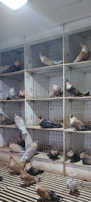 Gołębie Swift Egipski