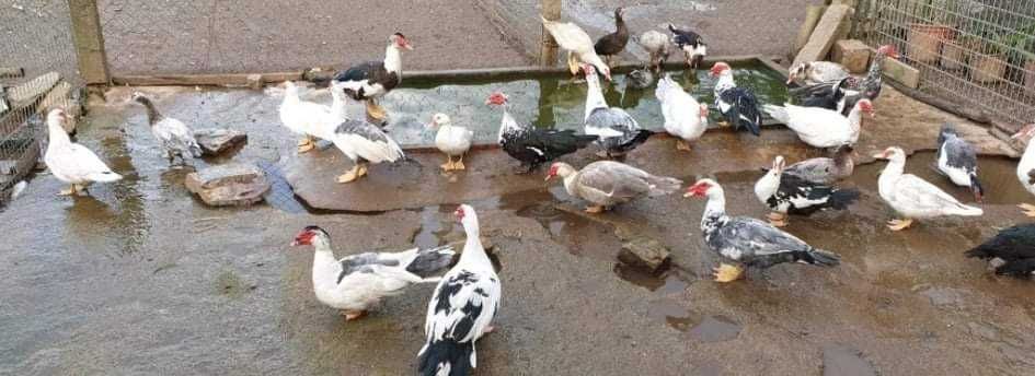 Patos  gansos perus galinhas garnizas