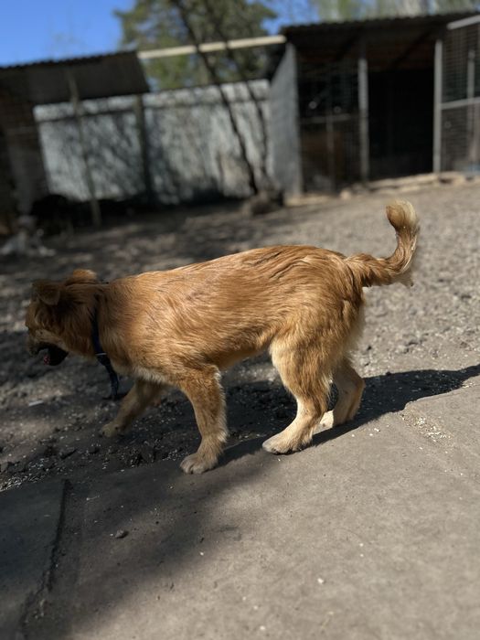Стерилизованая девочка 7 месяцев Лиса