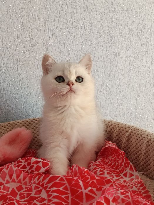 Няшний хлопчик вільний