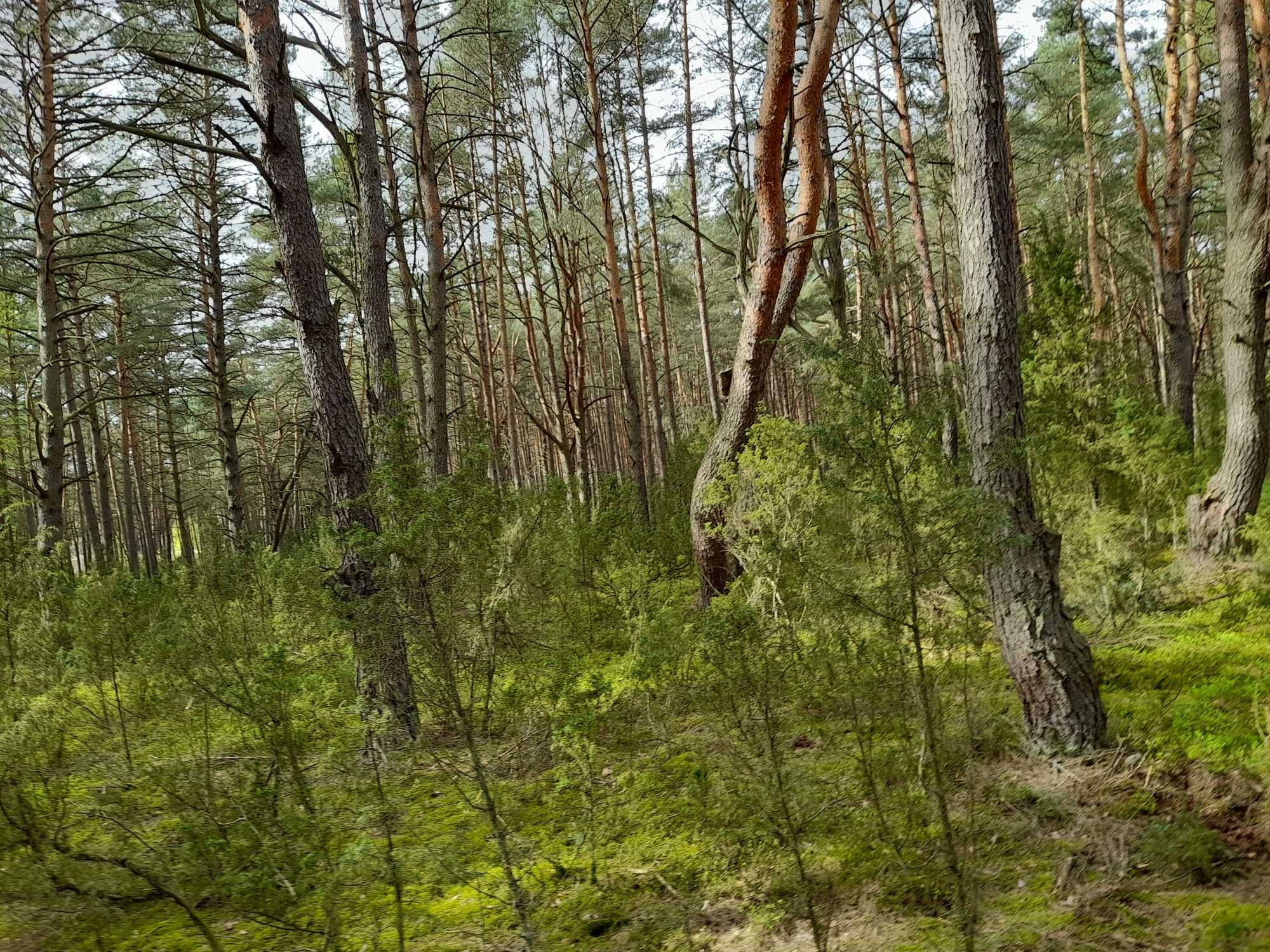 Działka letniskowa pod zabudowę 2200 m2 Popowo-Letnisko