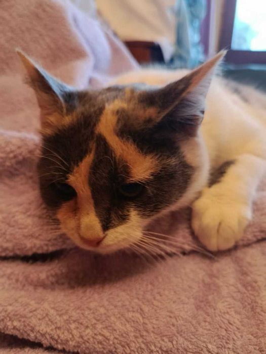 Шукає люблячий дім кицька