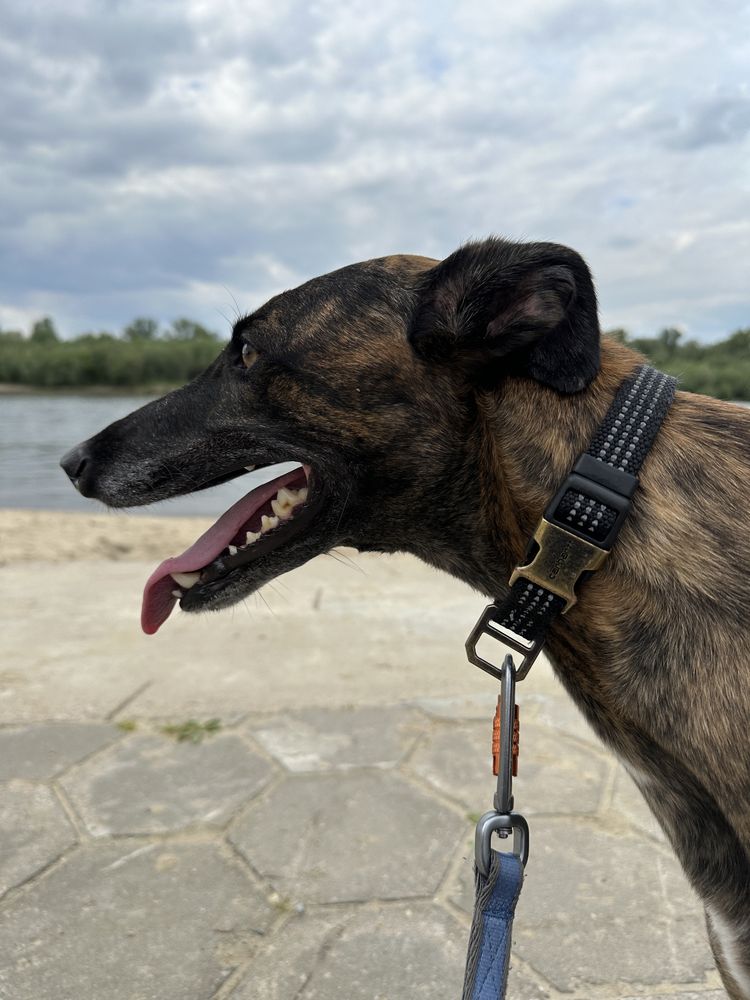 Cudowna charcica chart greyhound suczka oddam