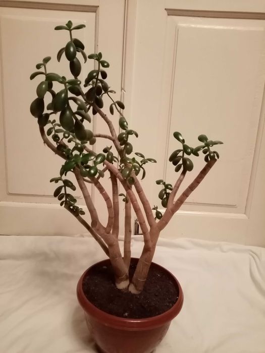 Цветок денежное дерево ( Бонсай)