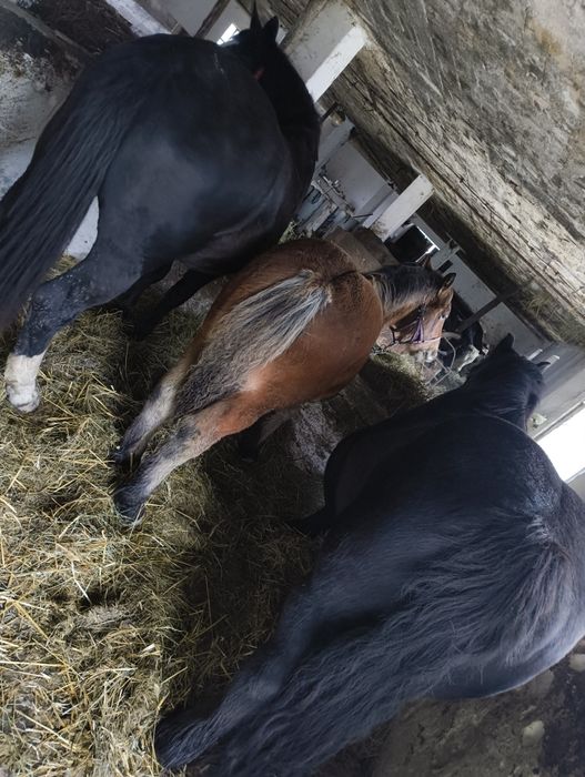 Koń ogierek zimnokrwisty
