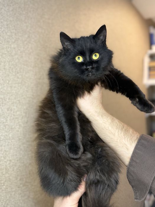 В добрые руки , отдам даром