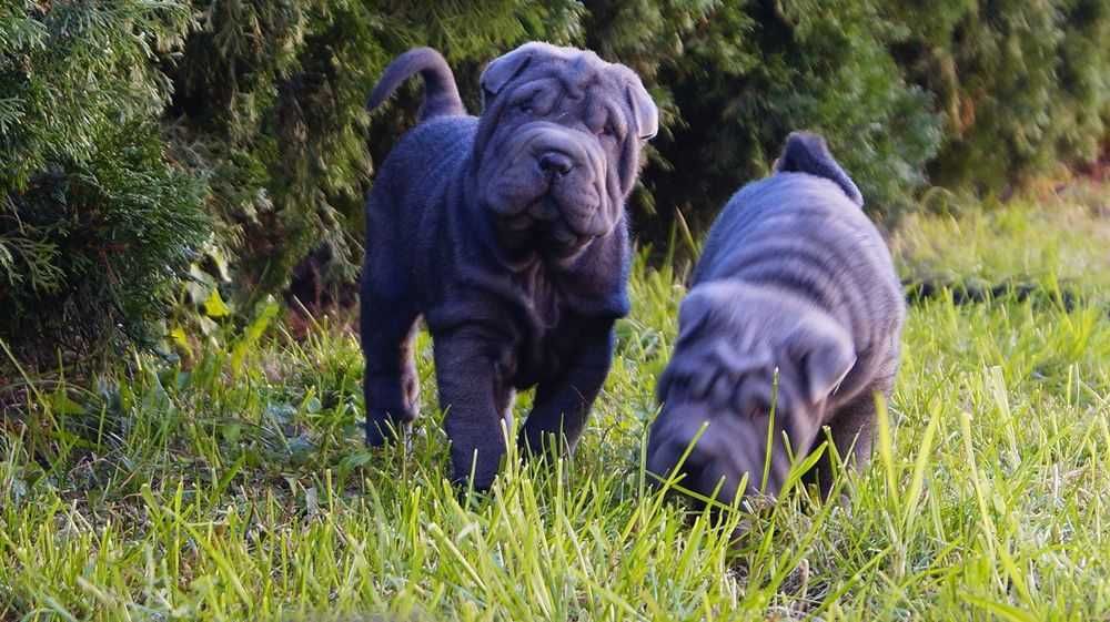 Enzo Piekny Szczeniak Shar Pei z rodowodem,  rodzice importowani FCI.