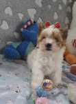 Piesek maleńkich rozmiarów White Ocean Pearl Yorkshire Terrier
