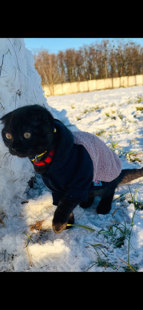 Кіт Scottish Fold для в’язки (чорний дим)