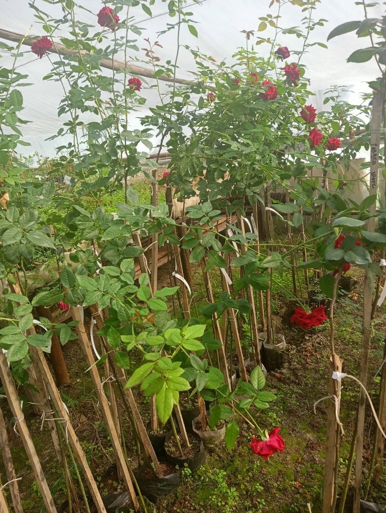 Штамбовые розы,оптом от 3 ш, ціна одного штамба 350гр.