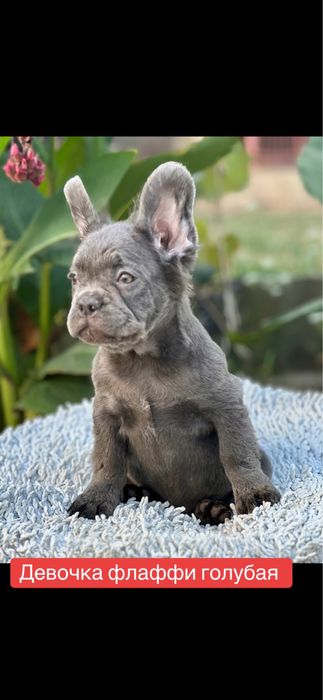 Флаффи! Голубая малышка!