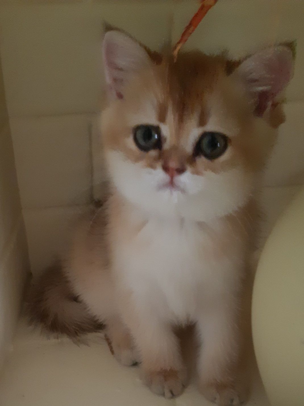 British Shorthair Golden