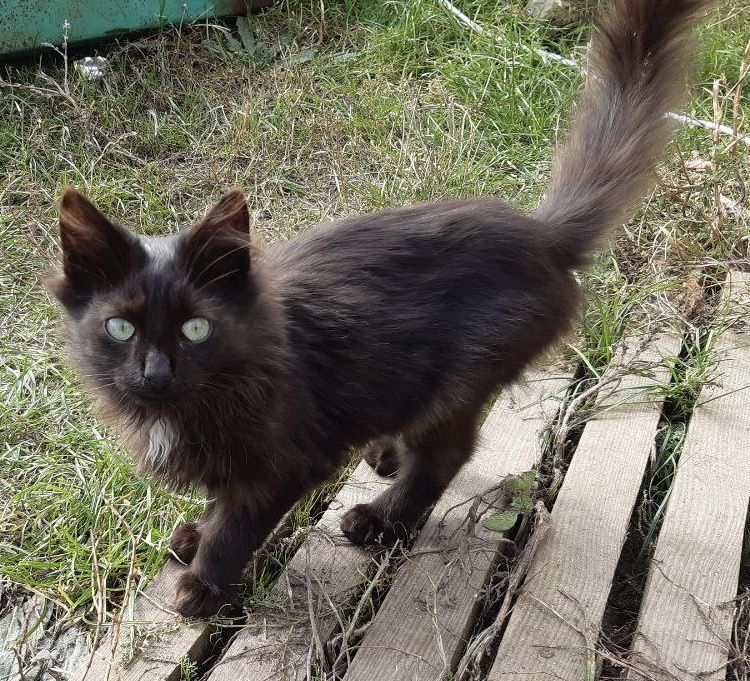 Котеня (Хлопчики/Дівчатка)