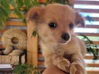 Chihuahua chłopczyk Gizmo