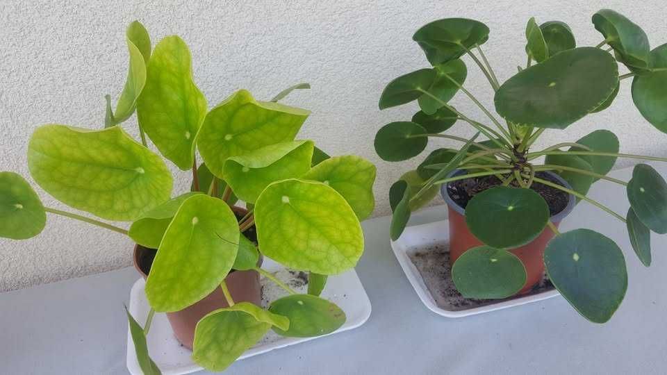 Sprzedam kwiat Pilea (Pieniążek)