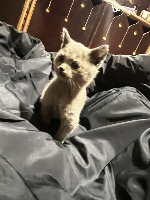 Котик шукає люблячу сімʼю