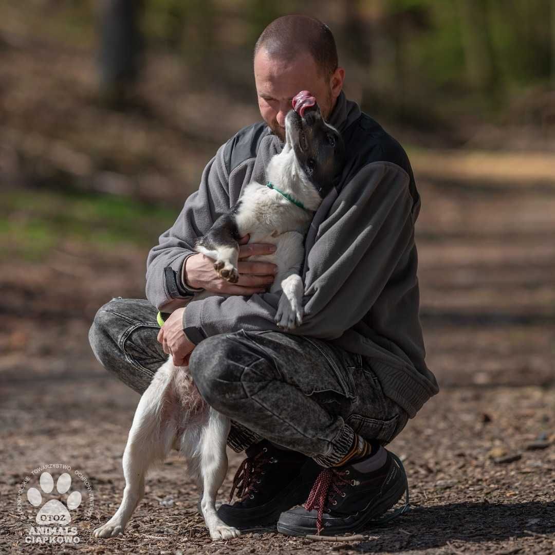 Tequila szuka doświadczonego domu! OTOZ Animlas Schronisko Ciapkowo