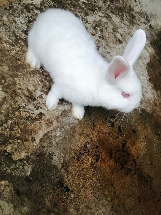 Coelhos de várias raças