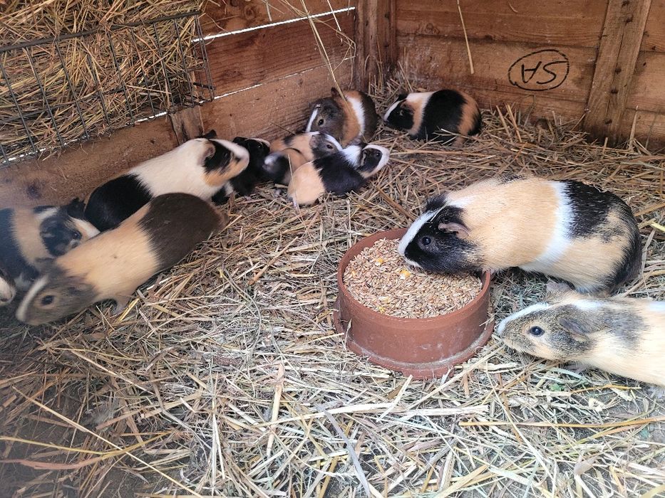 Sprzedam młode świnki morskie z przydomowej hodowli