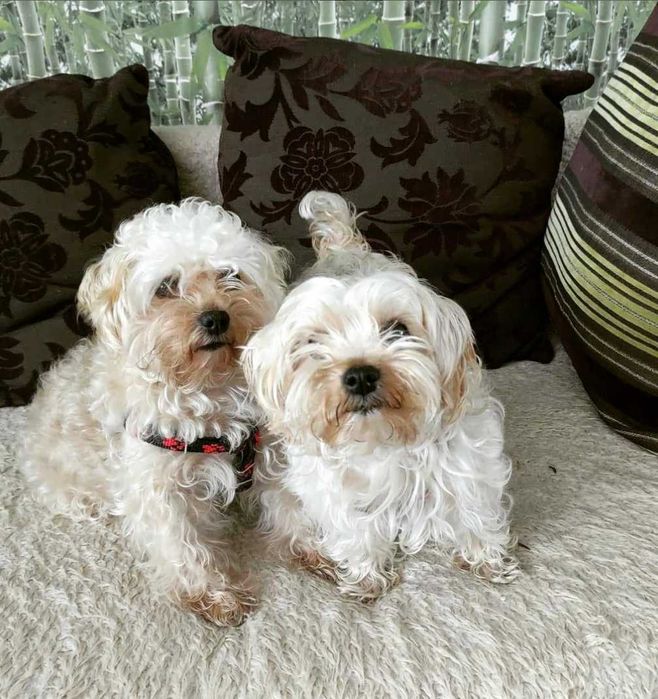 Hotel dla zwierząt.